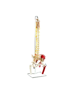 Deluxe Flexible Spine with Femur Heads and Painted Muscles