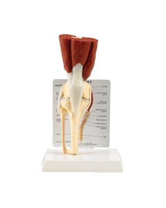 Muscled Knee Joint