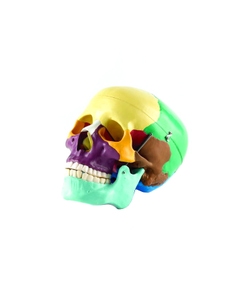Life-Size Skull with Coloured Bones