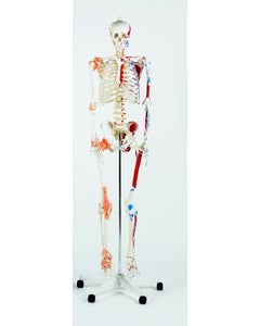 Deluxe Life Size Skeleton