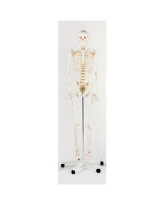 Life Size Skeleton